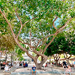 Imagen Arbres d’Eivissa