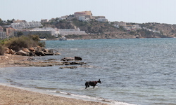 Vista en miniatura