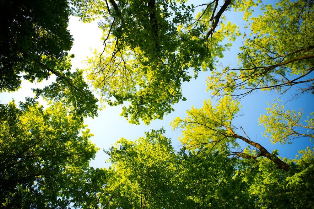 Imagen Parcs i Jardins