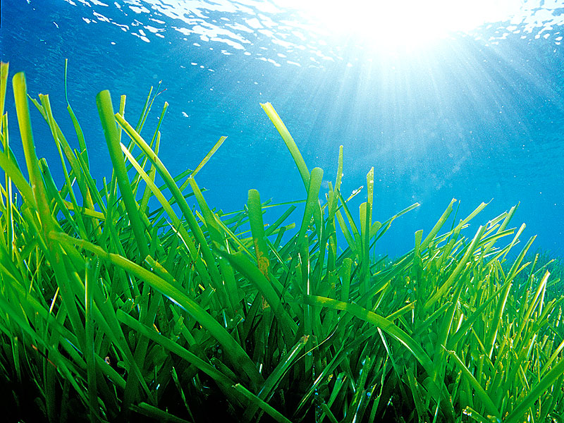 bienesnaturales_posidonia1