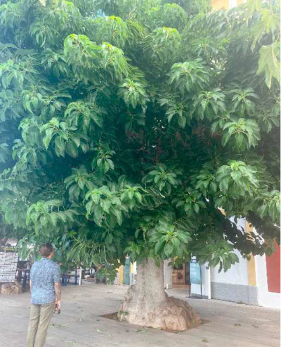 Phytolacca dioica (2)