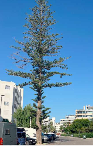 Araucaria heterophylla (2)