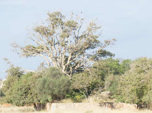 Celtis australis