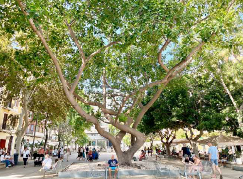 Ficus elastica