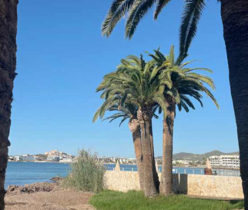 Phoenix canariensis
