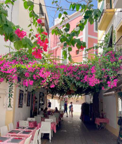 Bougainvillea spectabilis
