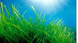Imatge Posidonia